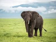 animal