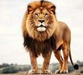 animal